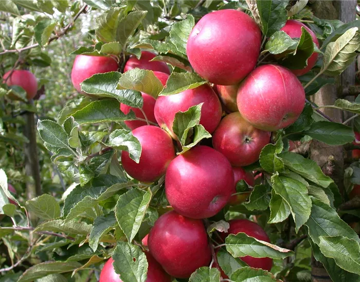 Obstbäume veredeln – frische neue Früchte