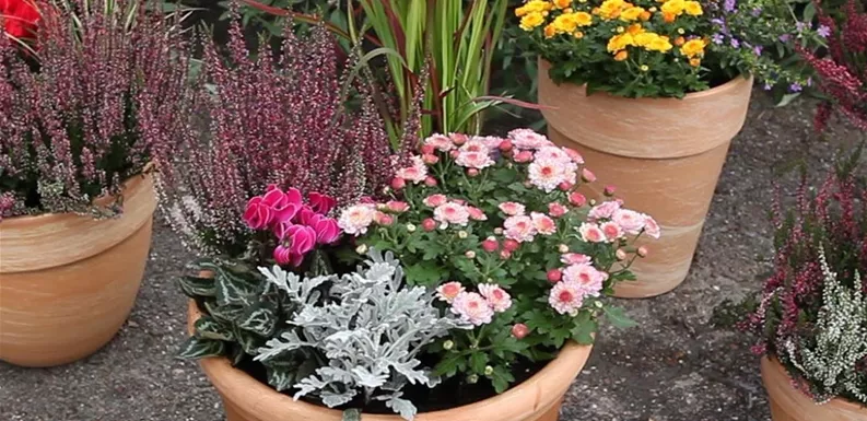 Blumenkübel - Bepflanzung für den Herbst (Anleitung - 7)