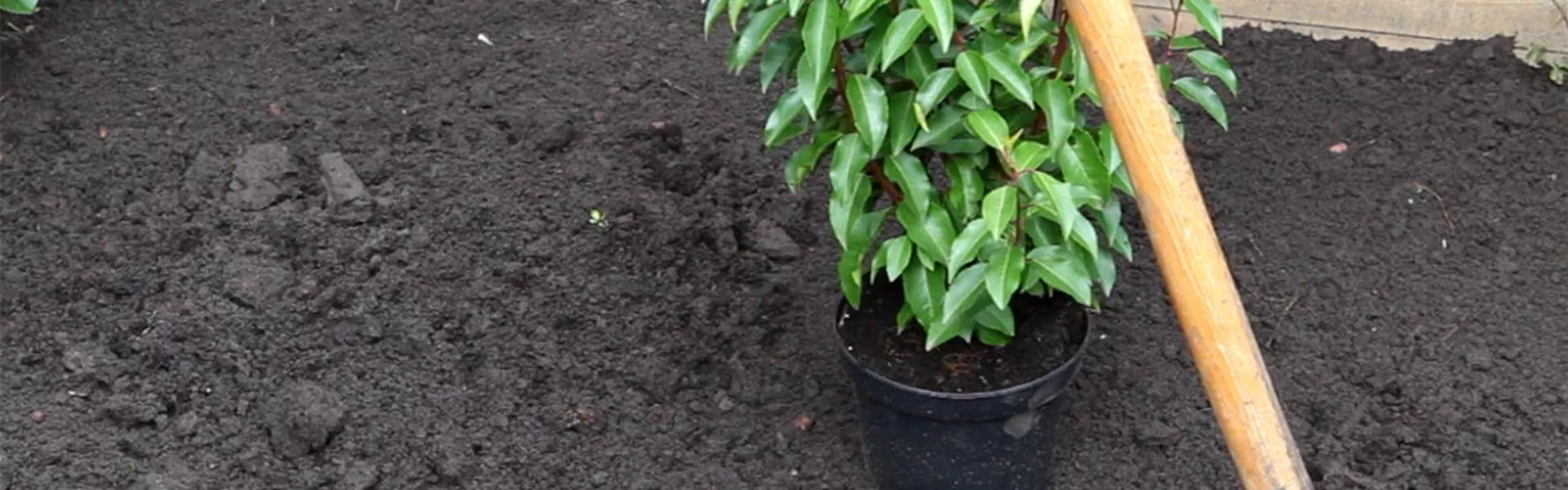 Portugiesischer Kirschlorbeer - Einpflanzen im Garten (2).jpg