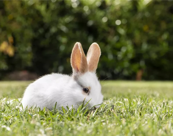 Rollrasen – schnell und unkompliziert?