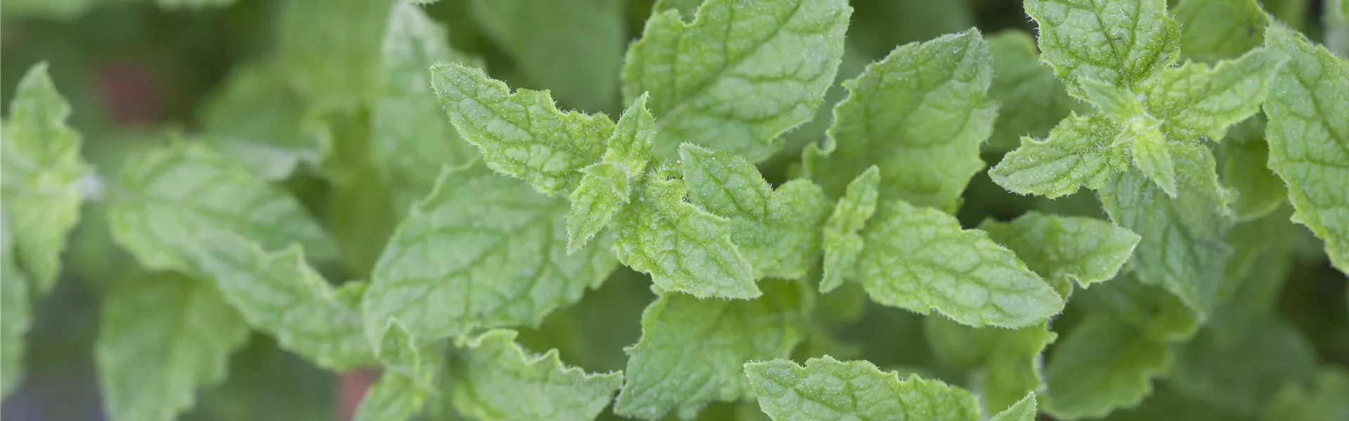 Mentha 'Erdbeere'