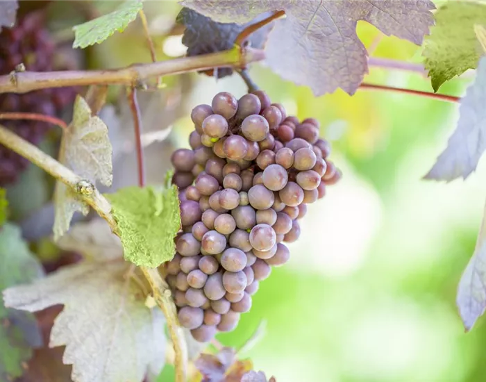Warum Wein eigentlich aus Beeren gemacht wird