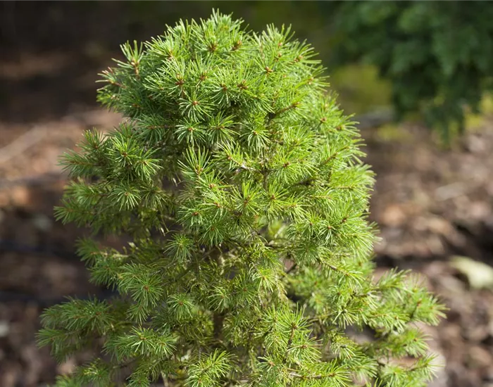 Zwergkoniferen - klein aber fein