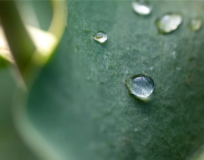 Tröpfchenbewässerung: Pflanzen gießen easy going