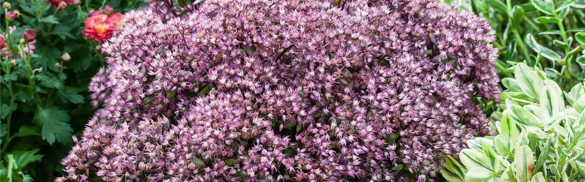 Sedum
