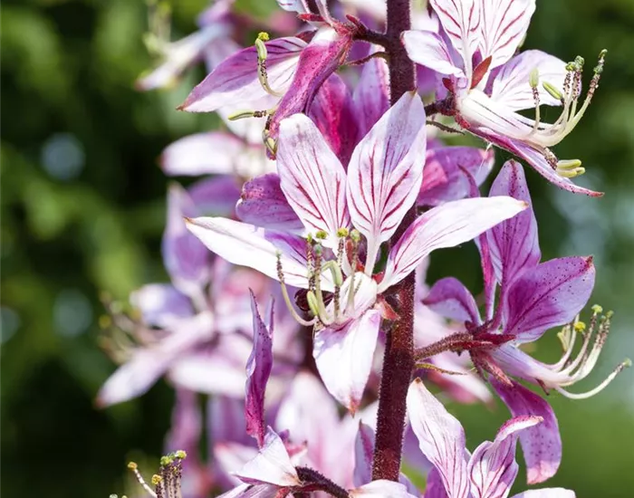 Diptam – Der brennende Busch im Garten