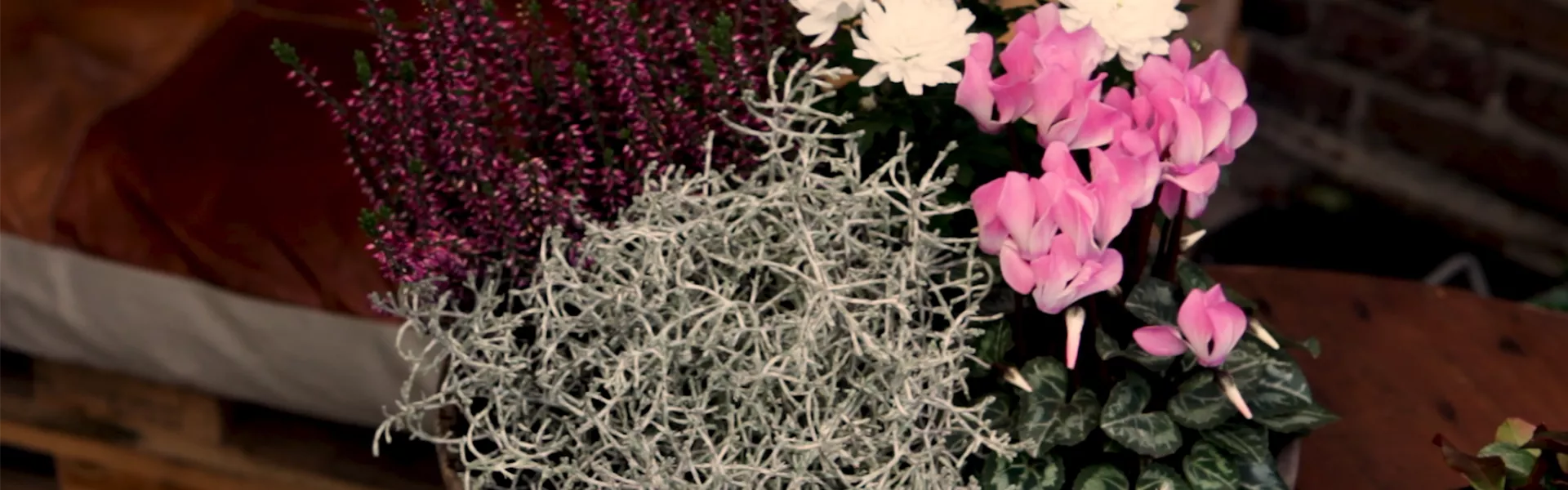 09 alle 4 pflanze0.jpg 09 alle 4 pflanze0.jpg