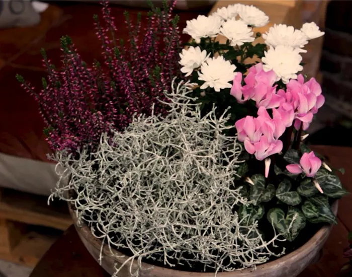 Blumenkübel – Herbstliche Bepflanzung Blumenkübel – Herbstliche Bepflanzung