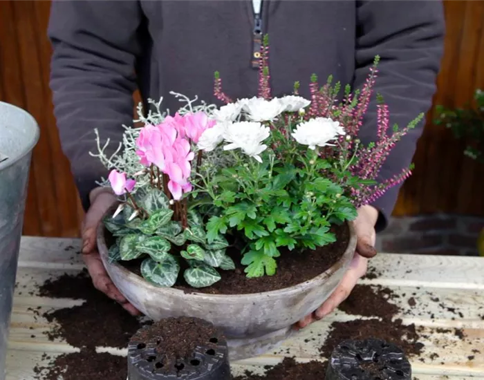 Blumenkübel - Herbstliche Bepflanzung