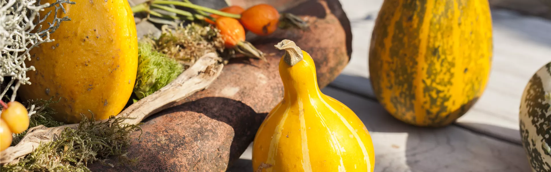 GS502932.jpg GS502932.jpg