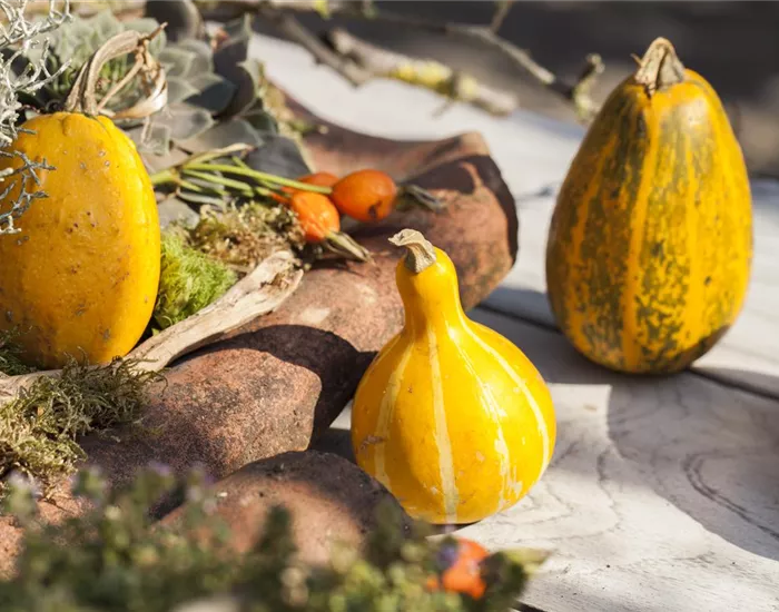 Es wird bunt! Herbst-Deko im Haus