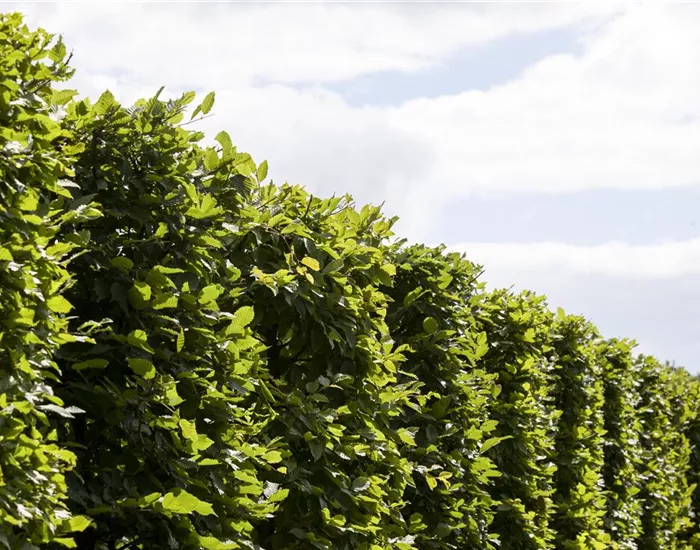 Die Hainbuche: Hecke und Vogelparadies