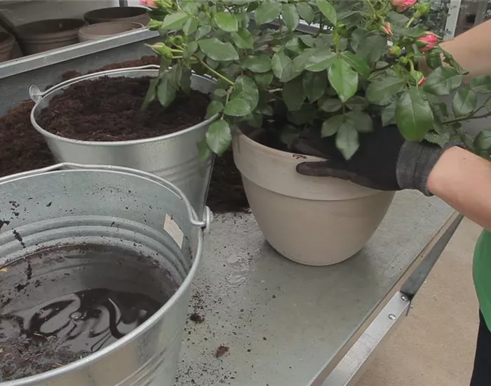 Rosen - Einpflanzen in ein Gefäß