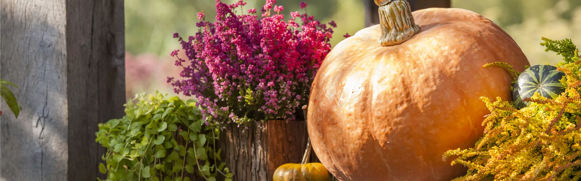 GS502925.jpg GS502925.jpg