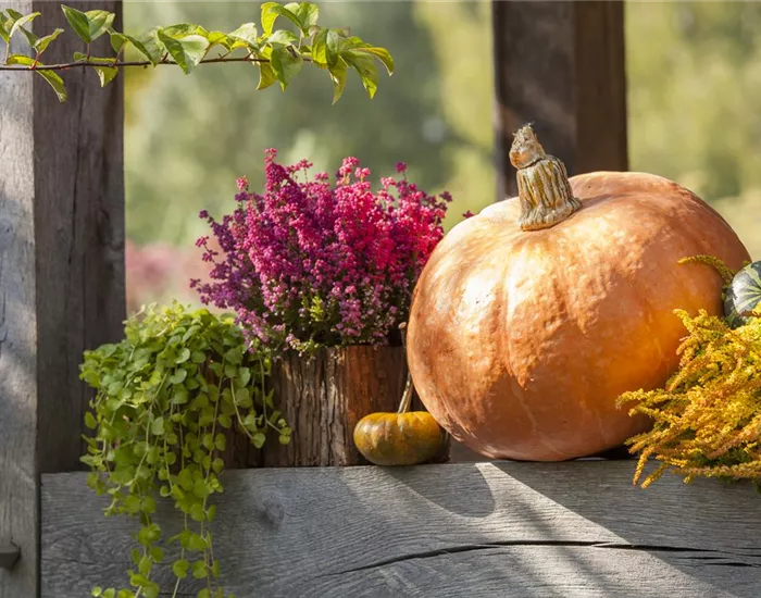Herbstliche Dekoration im Kürbis Herbstliche Dekoration im Kürbis