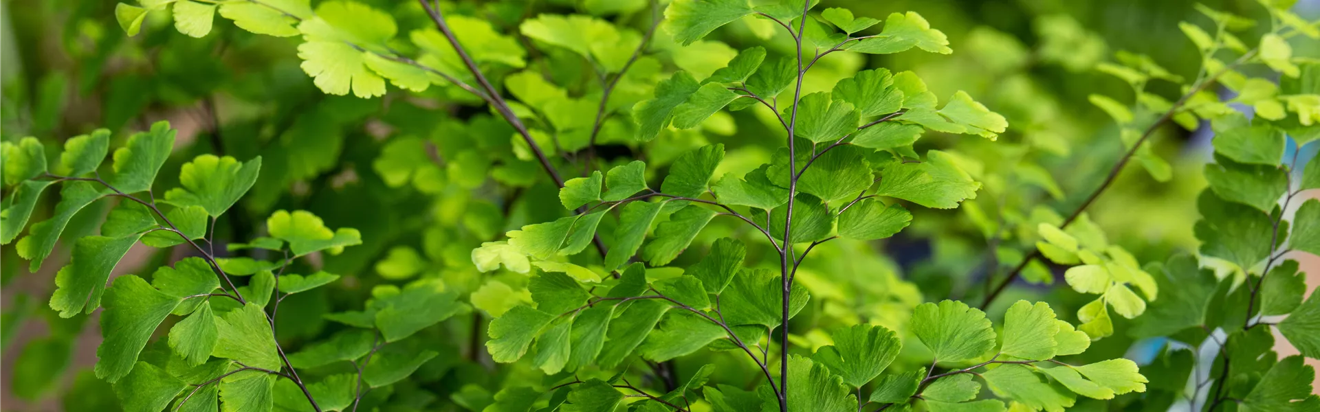 GS663610.jpg GS663610.jpg