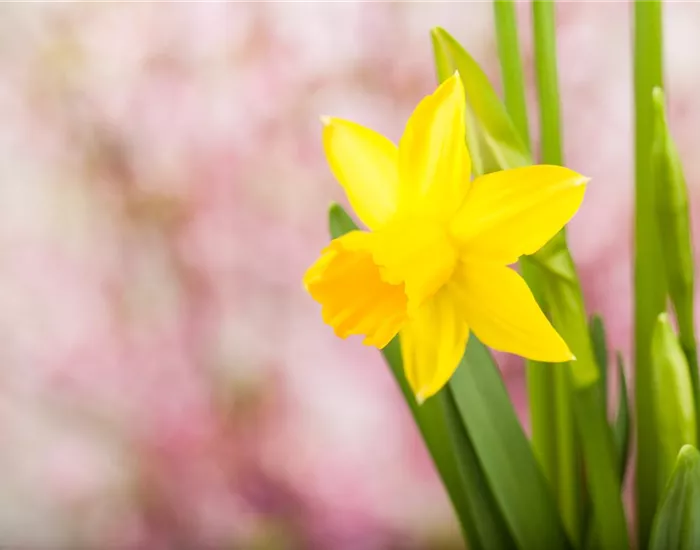 Frühling auf dem Balkon: Frühblüher pflanzen im Herbst