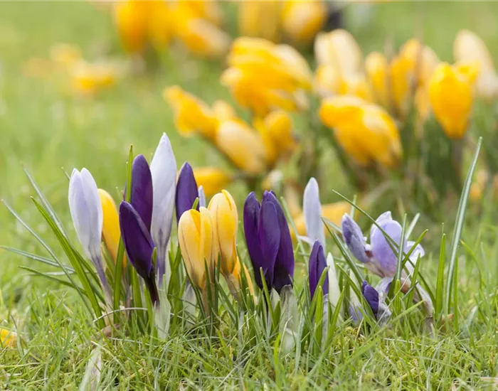 Krokus pflanzen: Der Klassiker im Frühlingsbeet