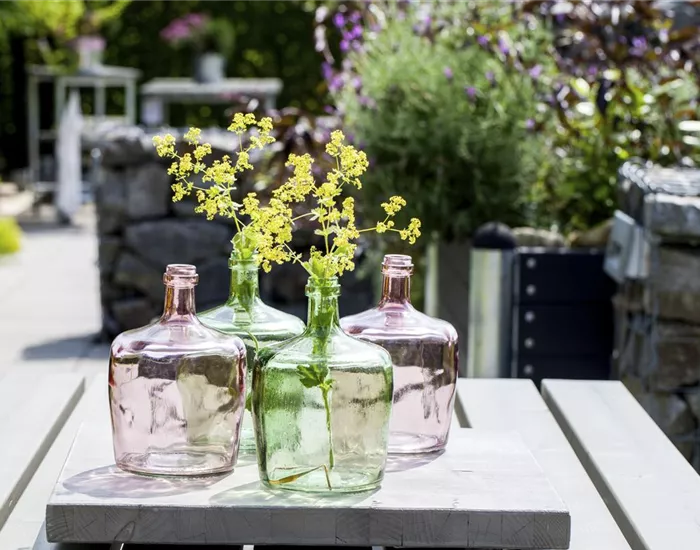 Der Flaschengarten - ein Regenwald für Zuhause