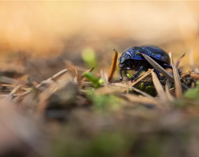 Ökologisch gärtnern