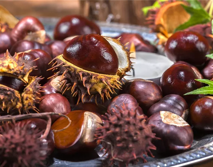 Gartenarbeiten vor dem Winter - schützen und säubern