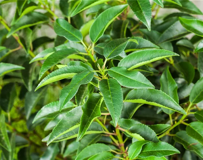Portugiesischer Kirschlorbeer – immergrünes Multitalent