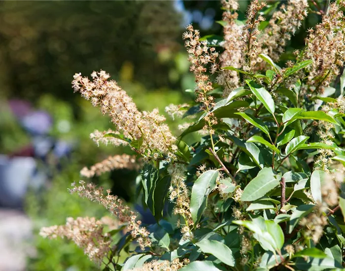 Der portugiesische Kirschlorbeer – Pflegeleichte Schönheit aus dem Mittelmeer