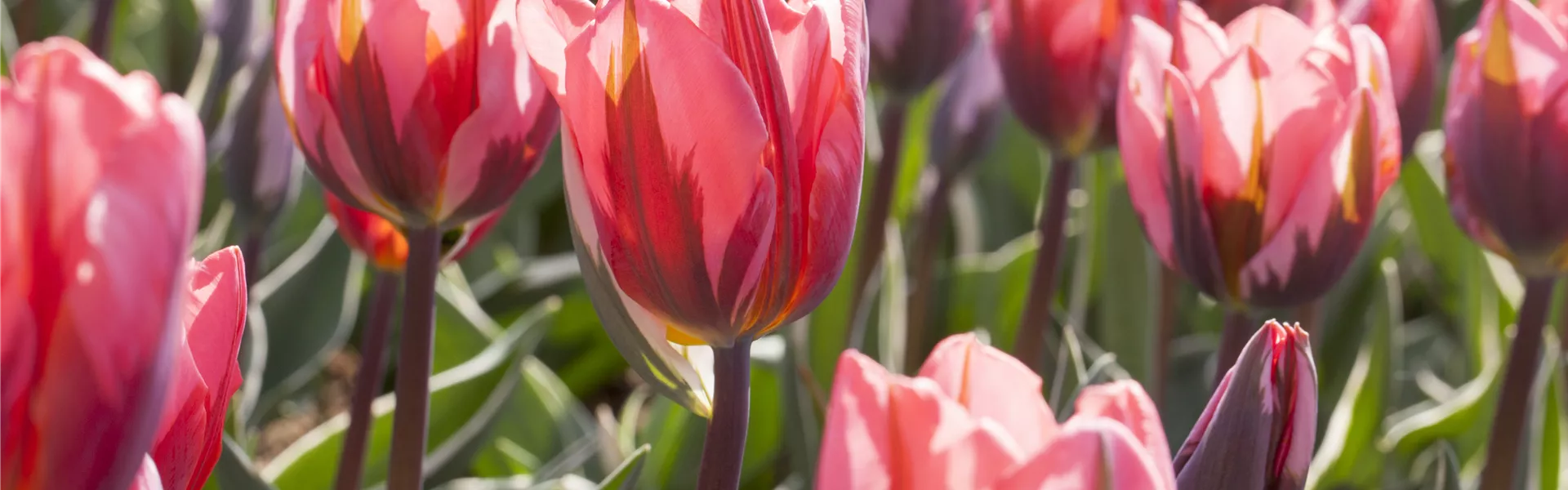 Tulipa