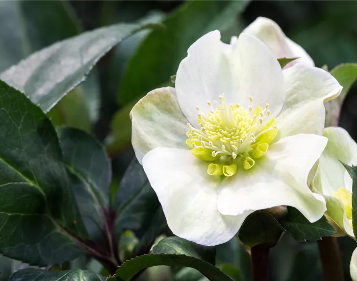 Auch im Winter nicht auf blühende Pflanzen verzichten!