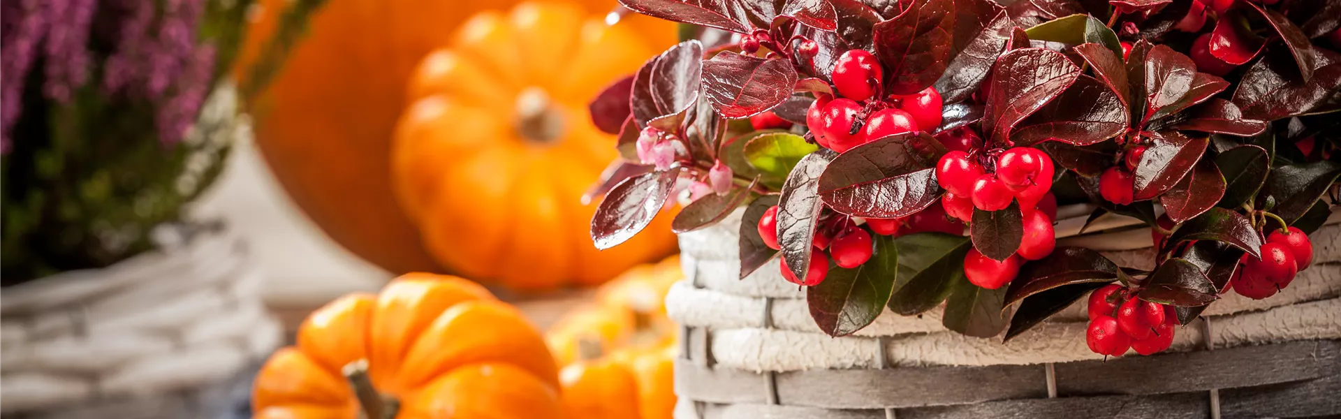 GS534895.jpg GS534895.jpg