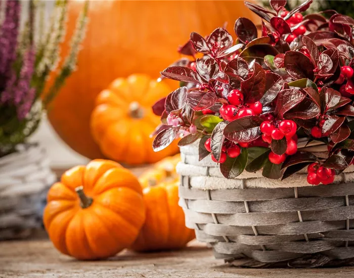 Die Haustür als Visitenkarte – Ideen für die herbstliche Dekoration