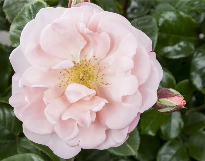 Die Duftrose – Eine Bereicherung für den Garten