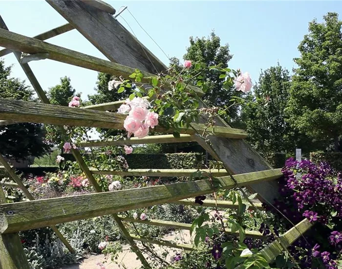 Gartengestaltung - Rosengarten