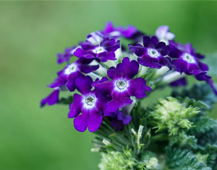 Die Verbene – der Insektenstar unter den Pflanzen