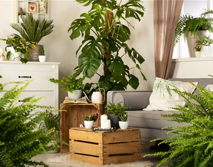 Ein Dschungel im eigenen Wohnzimmer