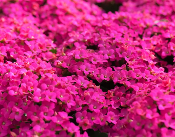 Feuer und Pflanze - Das Flammende Käthchen