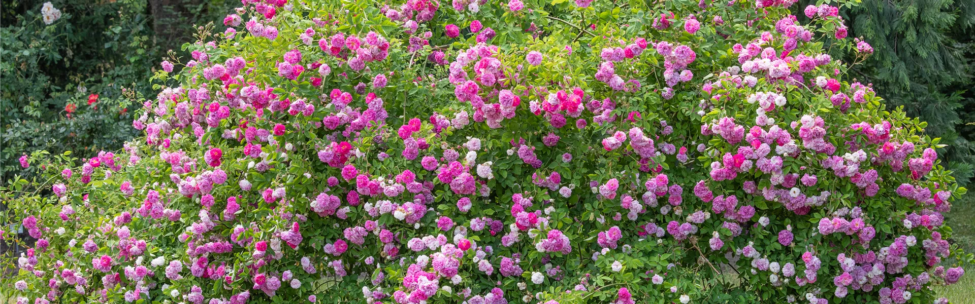 GS621238.jpg GS621238.jpg