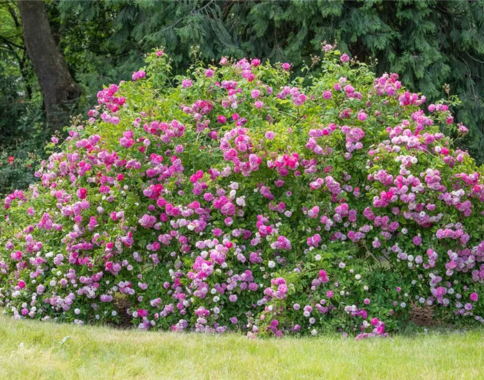 Historische Rosen – Schönheit mit einer langen Geschichte