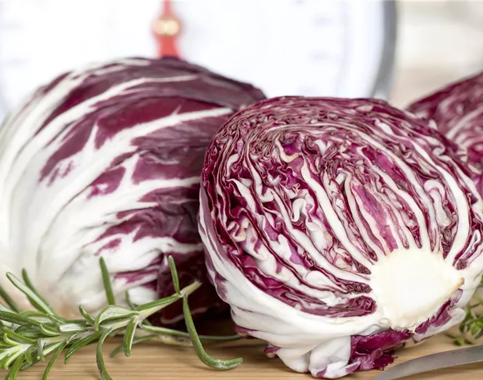 Herbstsalate: Frische aus dem eigenen Garten Herbstsalate: Frische aus dem eigenen Garten