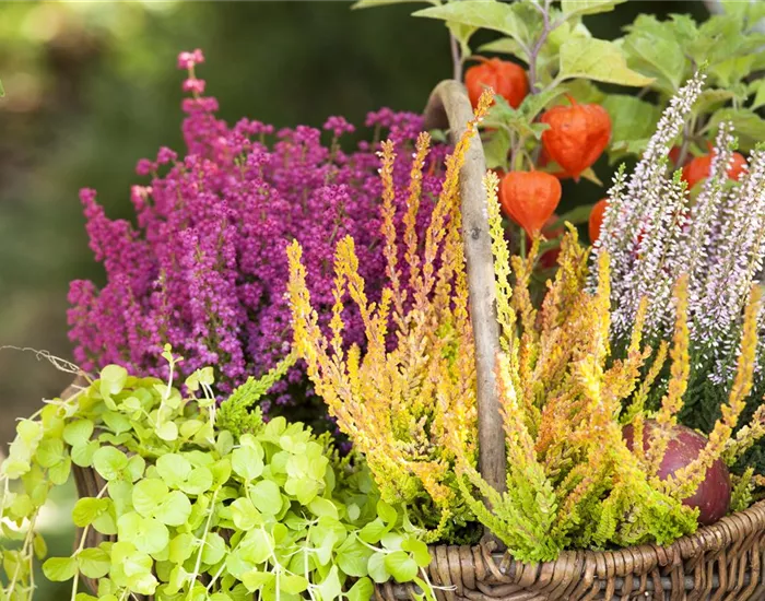 Ab in die Kiste! Herbstliche Deko mit Besenheide