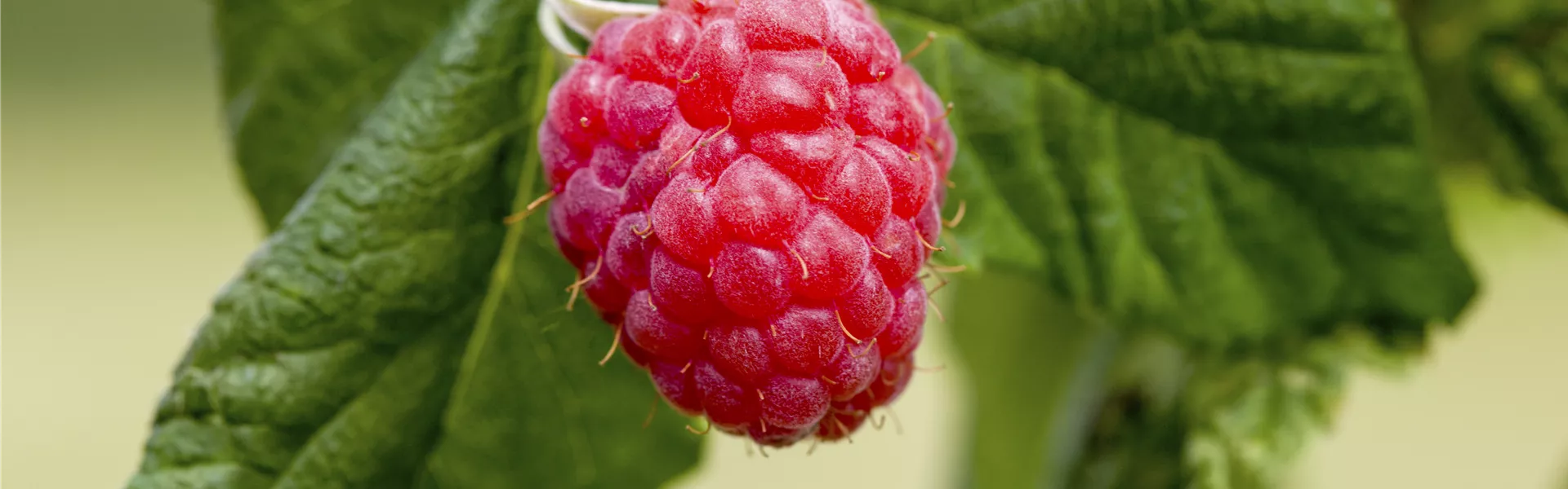 Rubus idaeus & Rubus fruticosus