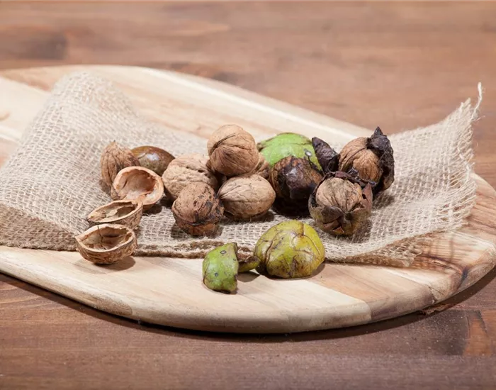 Nüsse und Schalenfrüchte aus Ihrem Garten