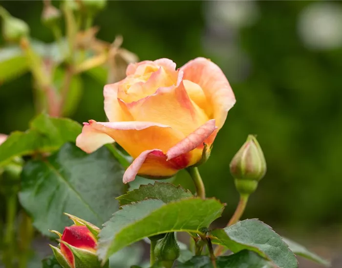 Rezepte mit Rosen Rezepte mit Rosen