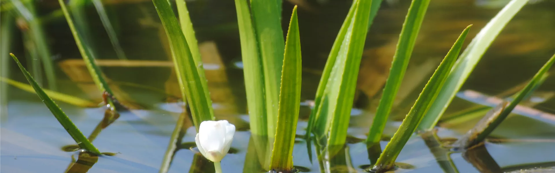 Stratiotes aloides.JPG