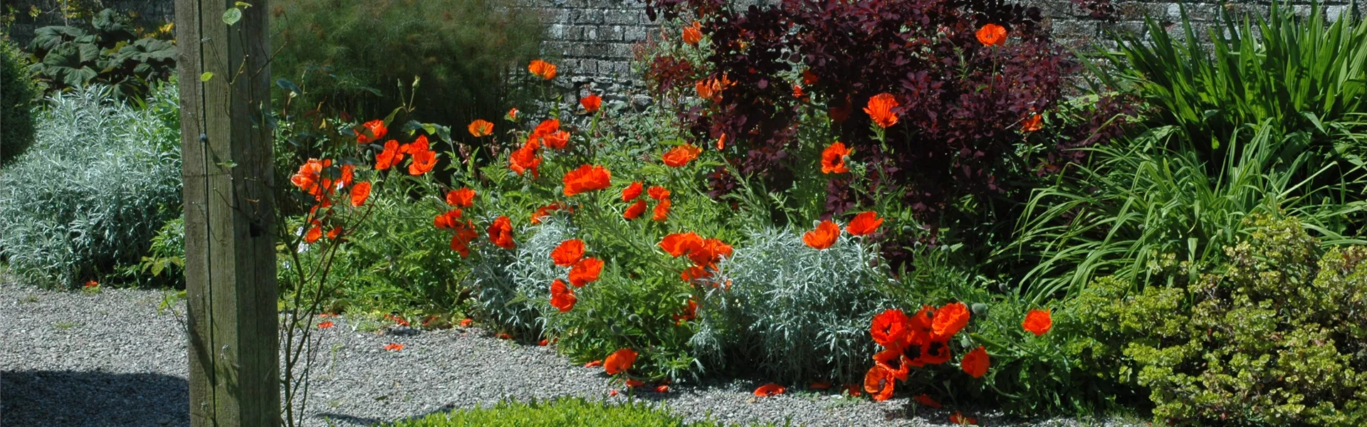 Papaver orientale, rot