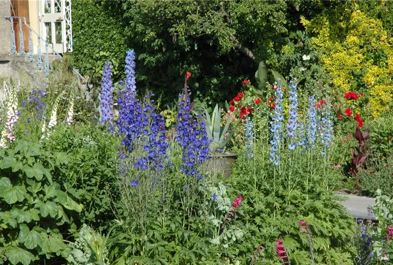 Delphinium x elatum