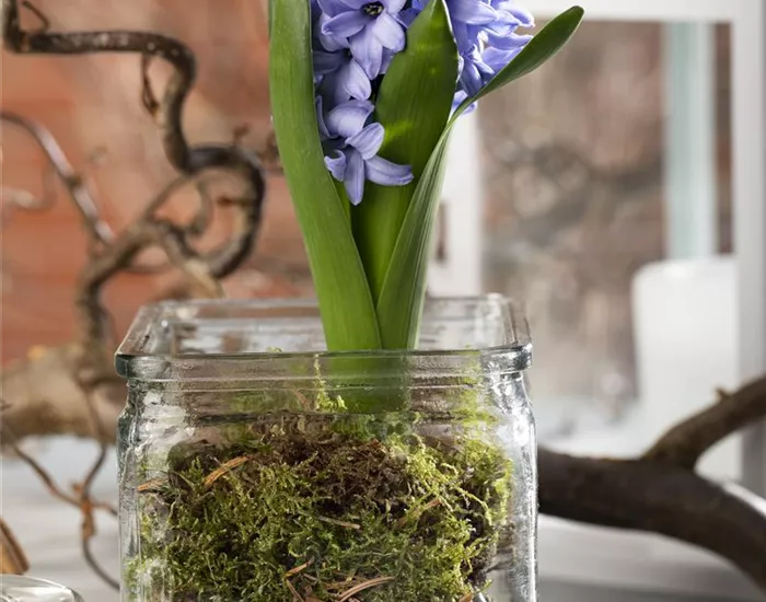 Weihnachtliche Geschenkidee: Blumenzwiebeln im Glas Weihnachtliche Geschenkidee: Blumenzwiebeln im Glas