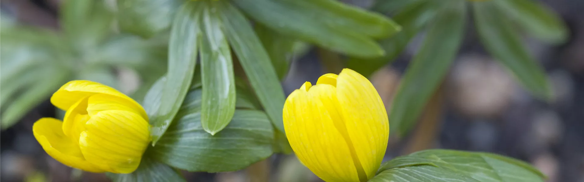 GS471901.jpg GS471901.jpg