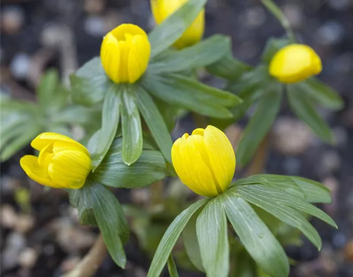 Winterlinge – erste Farbtupfer im winterlichen Garten Winterlinge – erste Farbtupfer im winterlichen Garten
