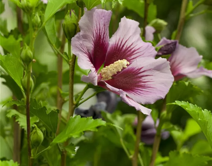 Der Hibiskus, ein großartiges Mitglied im Garten-Ensemble